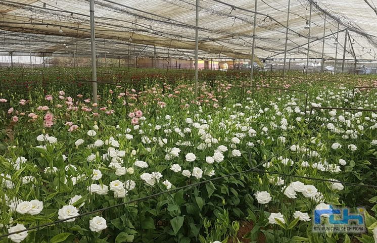 35 comercializadoras de flor cortada de Chipiona sufren gravemente los efectos del paro en el sector del transporte
