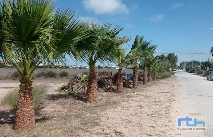 Tano Guzmán informa del inicio de la limpieza de las palmeras del acceso a la playa de Las Tres Piedras