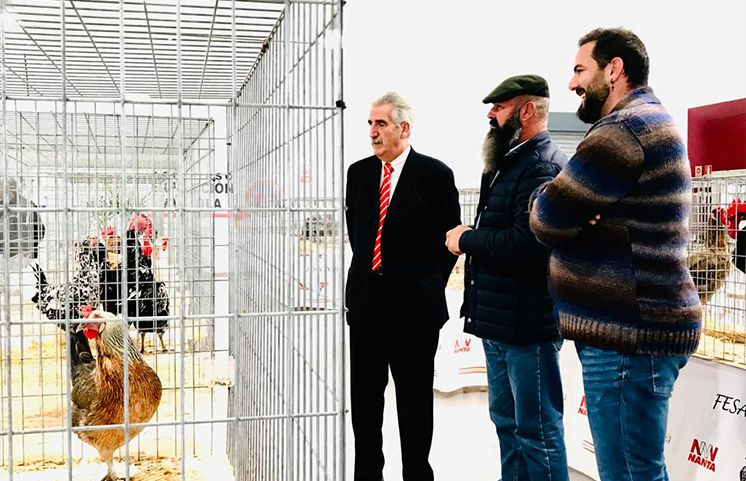 La cría de gallos y gallinas sureñas protagonista del fin de semana en Chipiona