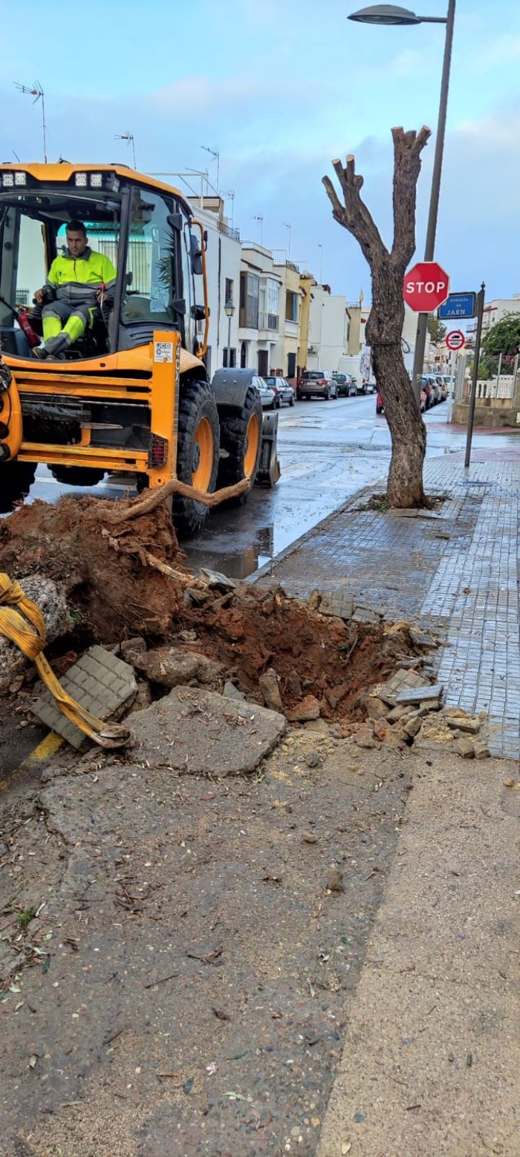 Parques y Jardines inicia el trasplante de los olivos de la avenida de Jaén