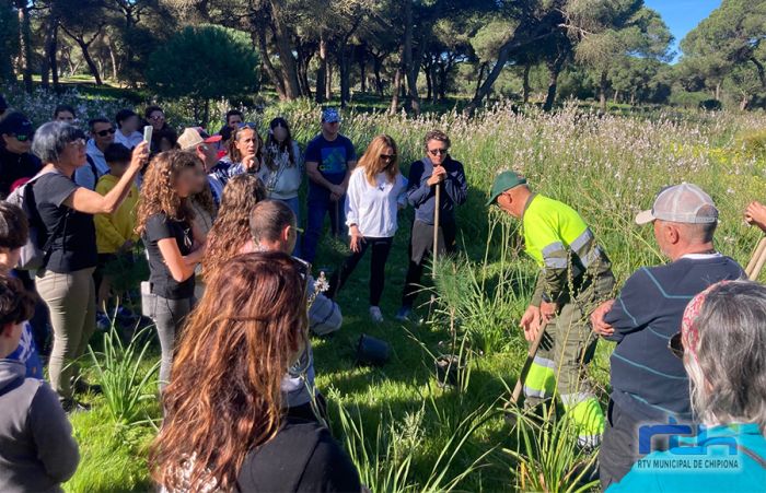 Las Delegaciones de Educación y Medio Ambiente, colectivos ecologistas y alumnado de Chipiona inician los trabajos de repoblación en el pinar