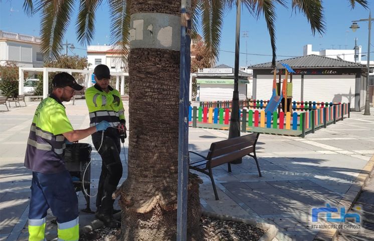 Las palmeras afectadas situadas en zonas públicas de Chipiona tratadas contra la plaga del picudo rojo