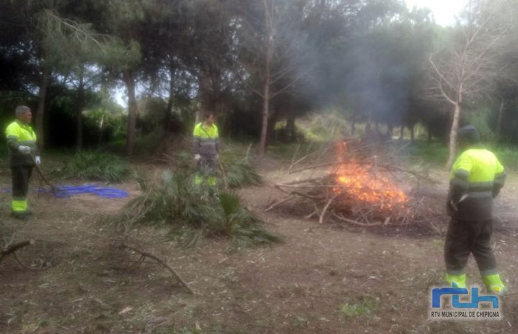 Medio Ambiente comunica que se van a talar en el pinar más de 300 pinos afectados por la plaga del Tomicus